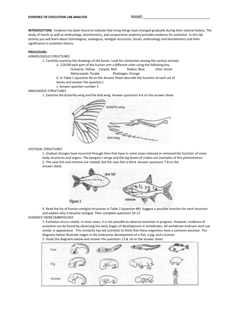Evidence Of Evolution Worksheet Practicable Icon 1 â Zollaimaria